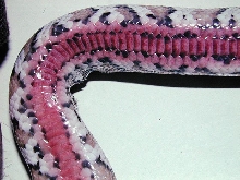 Thermal Burn - Burmese Python
