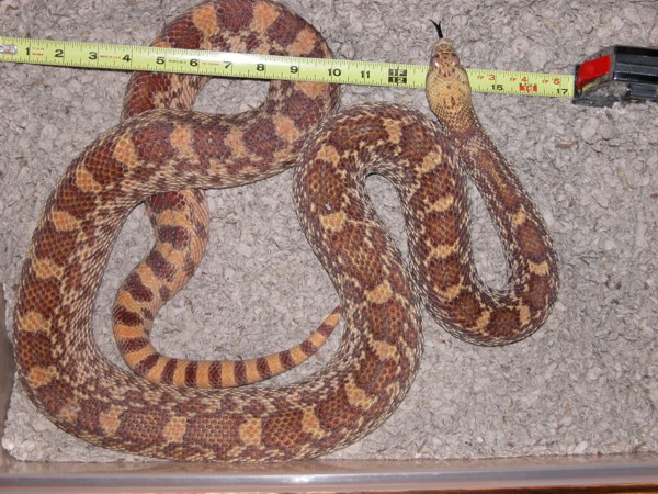 Opaque sonoran gopher snake