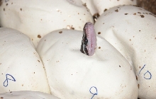 Angolan python hatchling