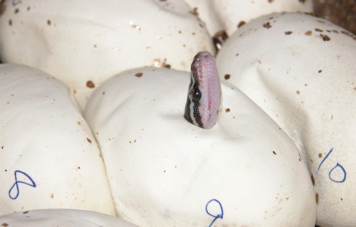Angolan python hatchling