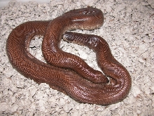 Eryx johnii after giving birth