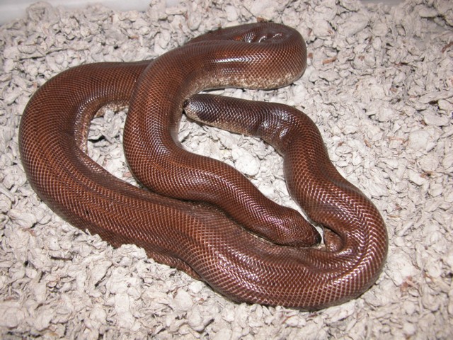 Eryx johnii after giving birth