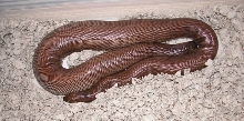 Eryx johnii before giving birth