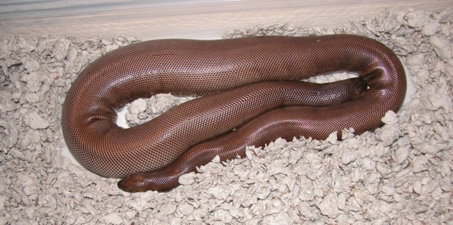 Eryx johnii before giving birth