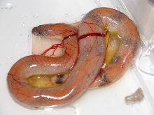 Newborn Eryx johnii still in membranes