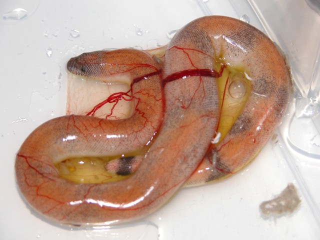Newborn Eryx johnii still in membranes