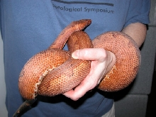 Candoia carinata