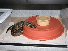 inexpensive hides