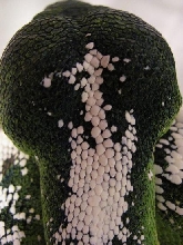 Back of Noel's head