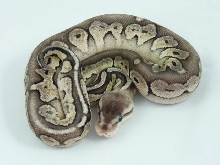 Citrus pewter female 2011