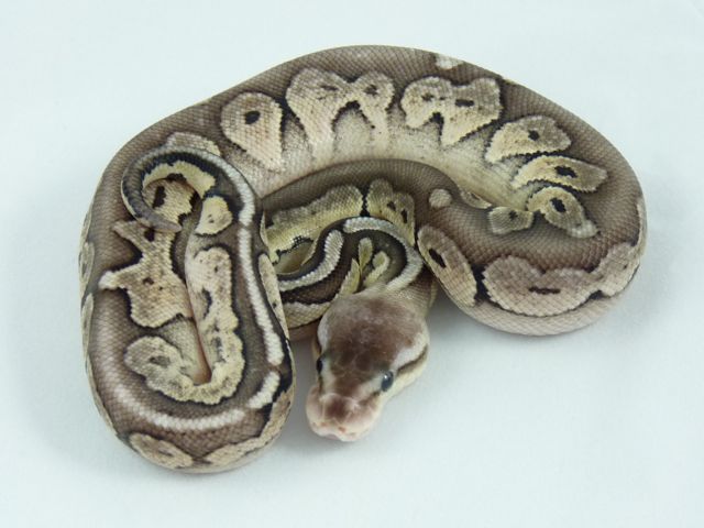 Citrus pewter female 2011