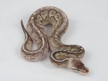 Citrus pewter whiteout 2011