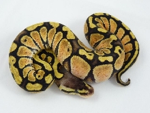 Citrus pastel female 2011