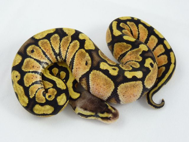 Citrus pastel female 2011