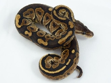 Cinnamon female 2011