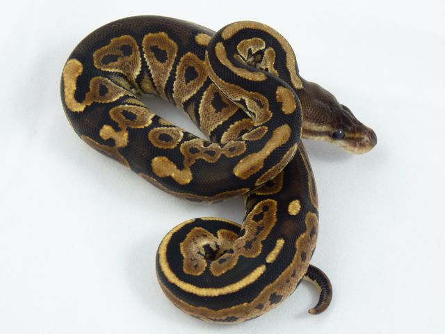 Cinnamon female 2011
