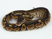 Cinnamon female 2011