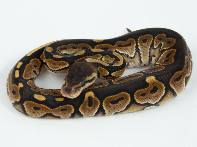 Cinnamon female 2011