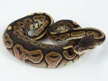 Cinnamon female 2011