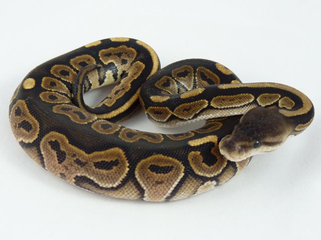 Cinnamon female 2011