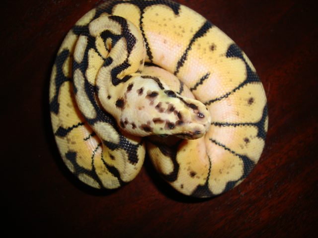 2011 male Bee