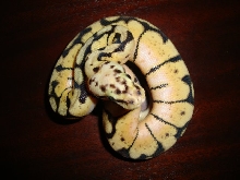 2011 male bee 4 sale pic 2