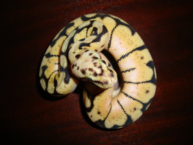 2011 male bee 4 sale pic 2