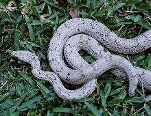 another upper body shot ghost motley female