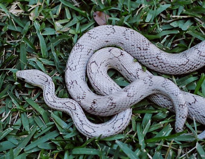 another upper body shot ghost motley female