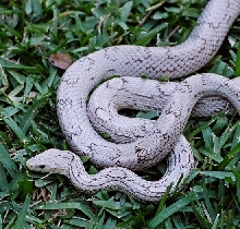 upper body shot ghost motley female