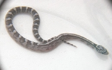 Ultra anery motley female 07