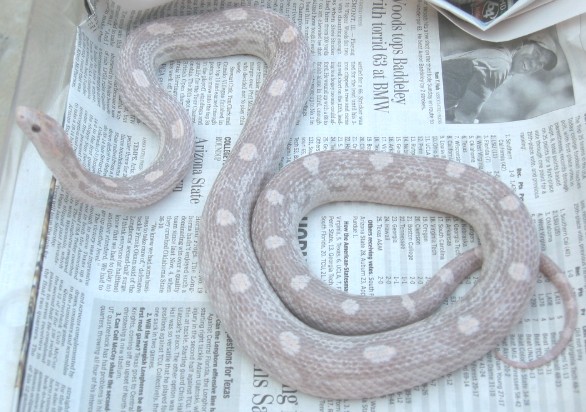 hypo lav motley female 2