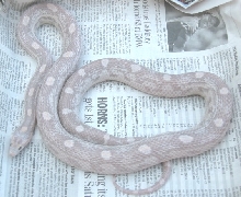 hypo lav mot female 06