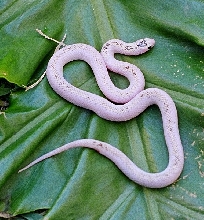 whiteside speckled female