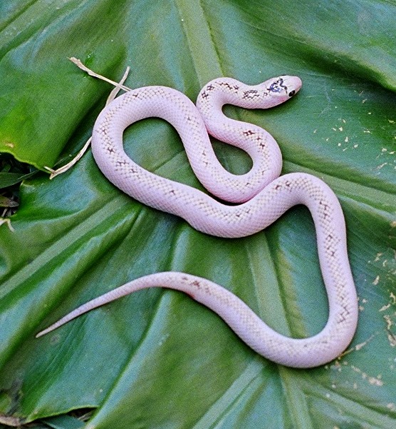 whiteside speckled female