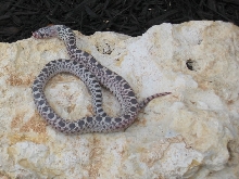 Stillwater Hypo Axanthic bullsnake 08