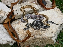 hypo, axanthic and true ghost