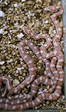 Golddust motley newborns