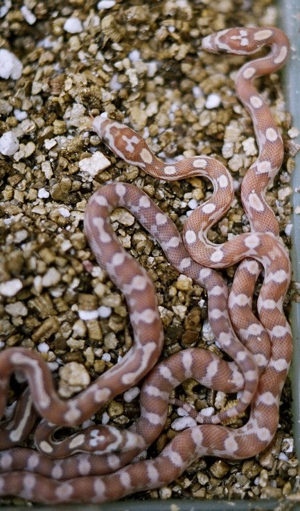 Golddust motley newborns