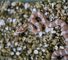 newborn golddust motley
