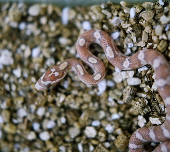 newborn golddust motley