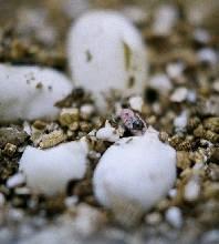 golddust mot hatchling