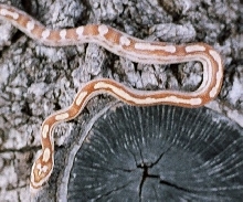 golddust motely corn hatchling after 1st shed