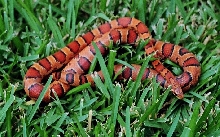 Okeetee cornsnake, my own babies