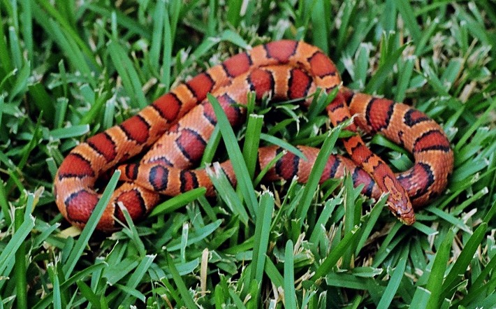 Okeetee cornsnake, my own babies