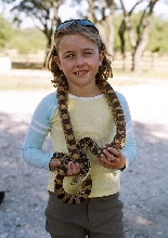 Lacy and fresh caught bullsnake