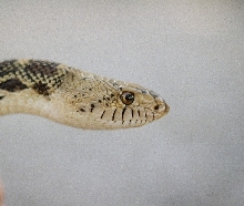 wildcaught Hill Country Bullsnake portrait