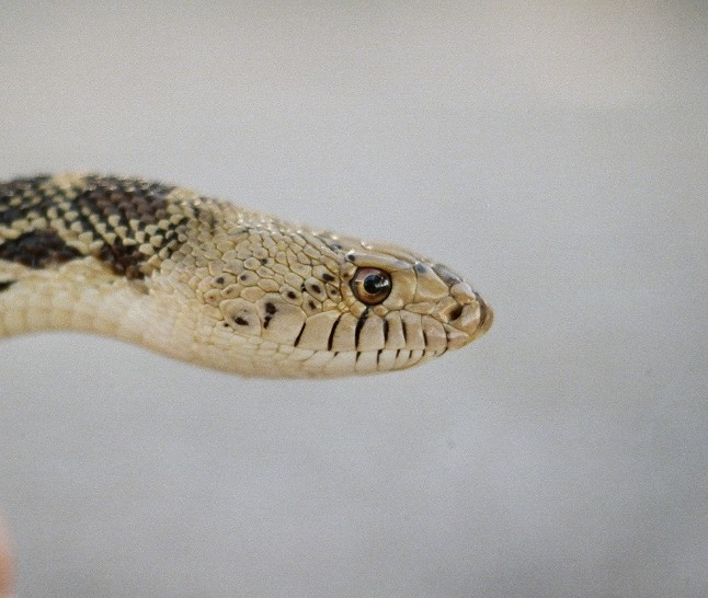 wildcaught Hill Country Bullsnake portrait