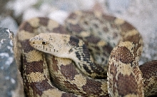 wildcaught Stonewall Texas Bullsnake