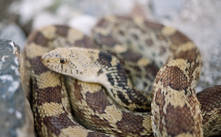 wildcaught Stonewall Texas Bullsnake